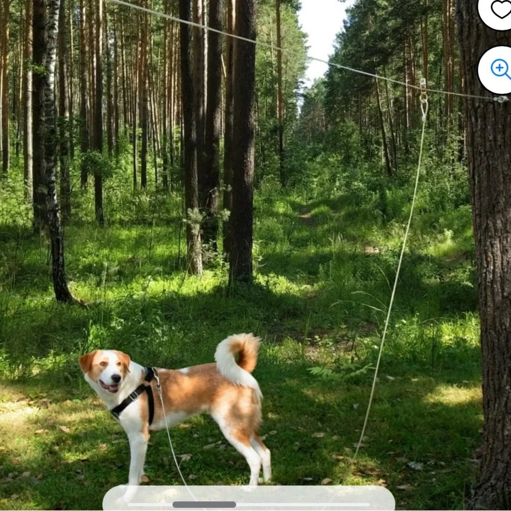 Vibrant life trolley cable - XL 🐾 - Picture 3 of 11